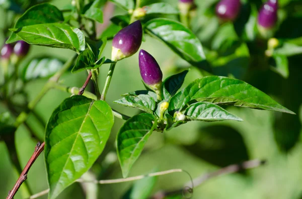 Growing of violet chilly peppers in the garden — Stock Photo, Image