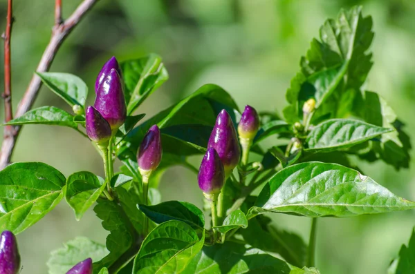 Growing of violet chilly peppers in the garden — Stock Photo, Image