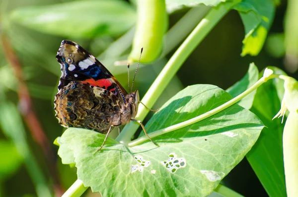 Krásný motýl admirál na zelený list — Stock fotografie