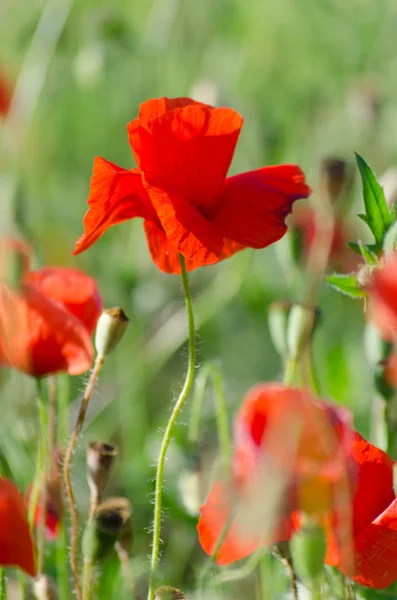 Flowering of the red poppy in the garden — Stock Photo, Image