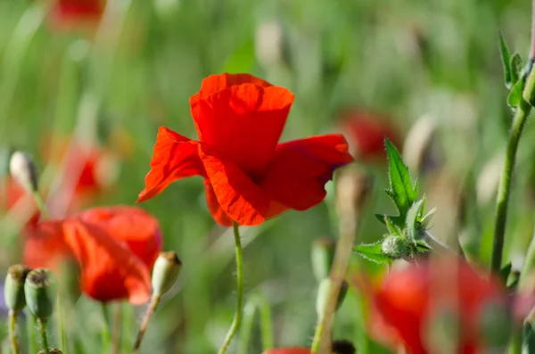 Flowering of the red poppy in the garden — Stock Photo, Image