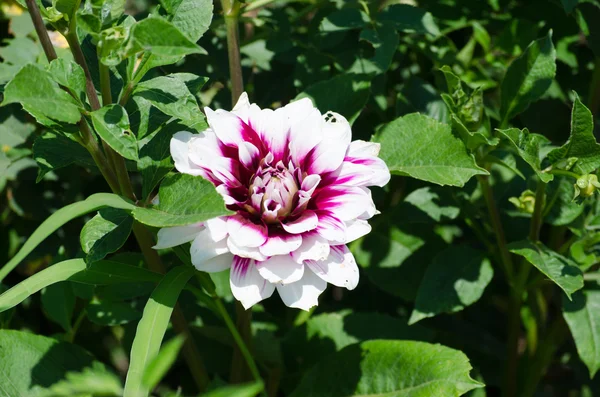 Floración de la flor dahila —  Fotos de Stock