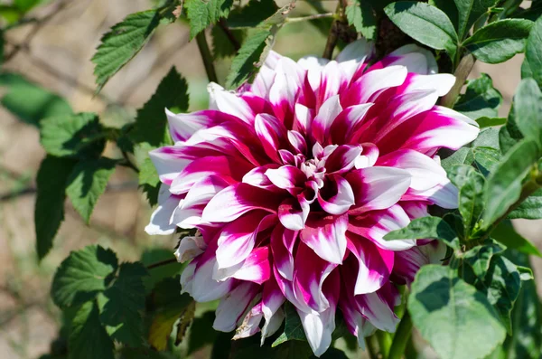 Flowering of the dahila flower — Stock Photo, Image