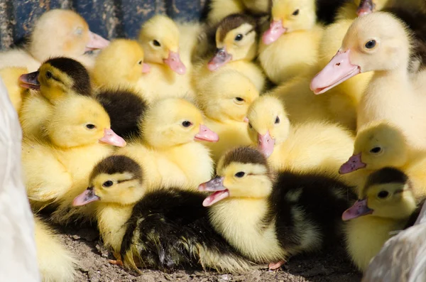 küçük sarı ördek yavrusu