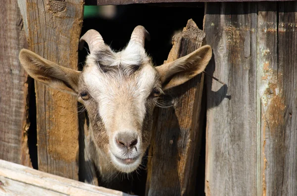 Bearded goat looking through a wooden fence boards — Stock Photo, Image