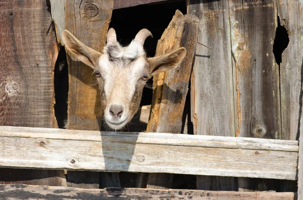 Sakallı keçi Tahta çitlerin arasından bakıyor