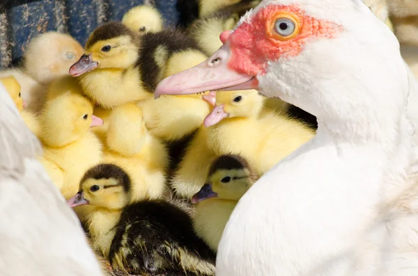 Malá Kachňata s jejich kachna pižmová — Stock fotografie