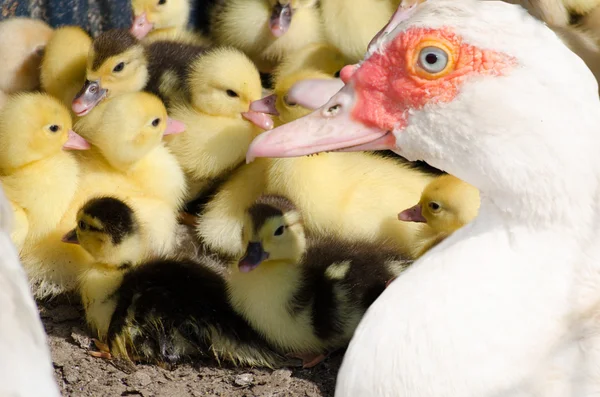 Onların misk ördeği ile küçük ördek yavrusu