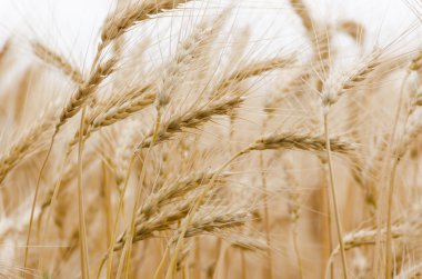 Altın buğday tarlası
