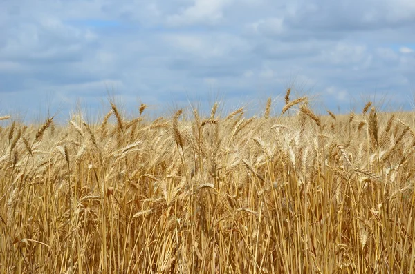 Altın buğday tarlası