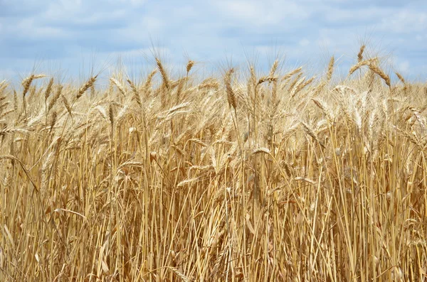 Altın buğday tarlası