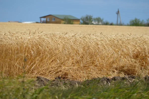 Altın buğday tarlası