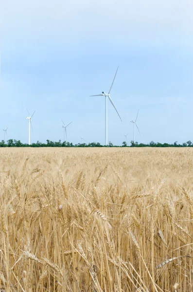 Alanında bir rüzgar çiftliği — Stok fotoğraf