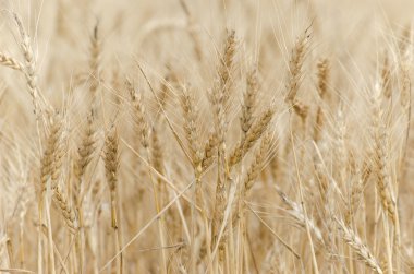 Olgun mısır başaklarıyla Altın Buğday Tarlası