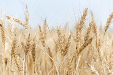 Olgun mısır başaklarıyla Altın Buğday Tarlası