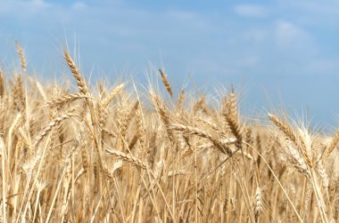 Olgun mısır başaklarıyla Altın Buğday Tarlası