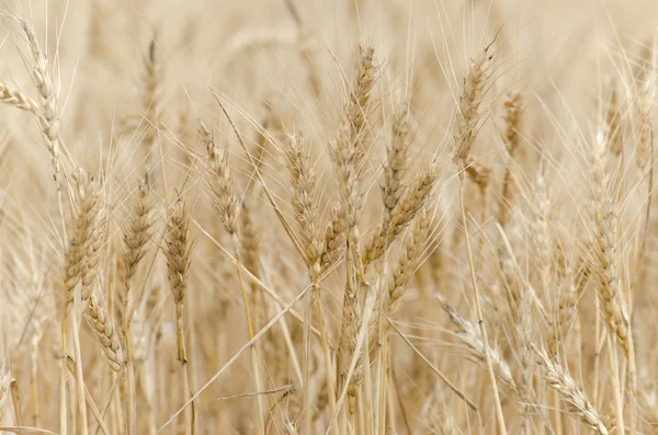 Gyllene vetefält med mogna öron av majs — Stockfoto