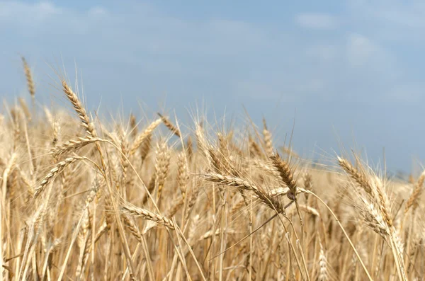 Olgun mısır başaklarıyla Altın Buğday Tarlası