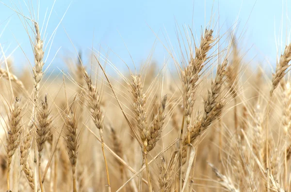 Gyllene vetefält med mogna öron av majs — Stockfoto