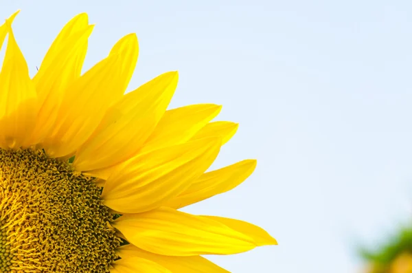 Ayçiçeği alanındaki parlak sarı ayçiçeği