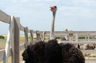 Büyük aile içi devekuşu