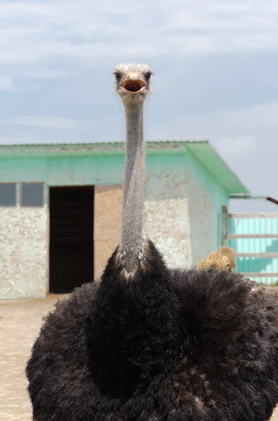 Big domestic ostrich — Stock Photo, Image