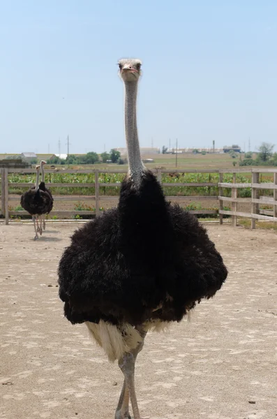 Big domestic ostrich — Stock Photo, Image