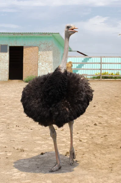 Big domestic ostrich — Stock Photo, Image