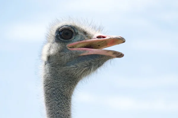 Big domestic ostrich — Stock Photo, Image
