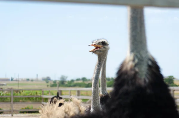 Великий внутрішній страуса — стокове фото