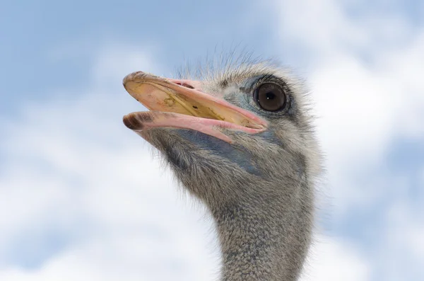 Big domestic ostrich — Stock Photo, Image