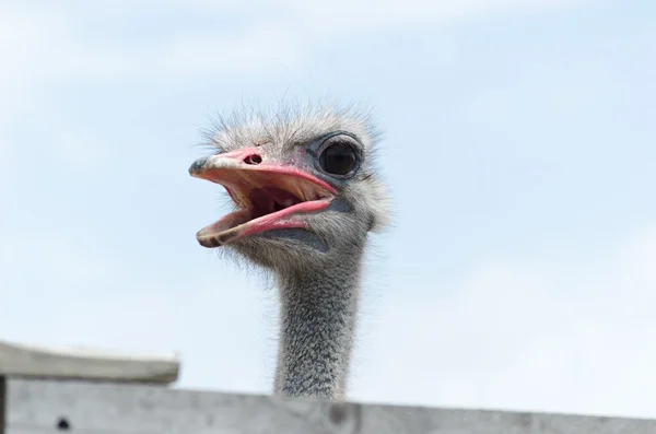 Великий внутрішній страуса — стокове фото