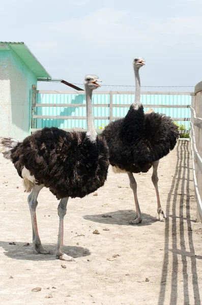 Big domestic ostrich — Stock Photo, Image