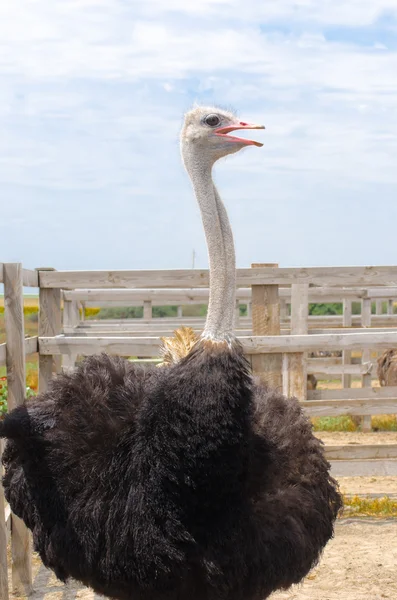 Большой домашний страус — стоковое фото