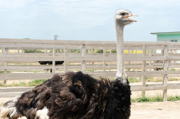 Büyük aile içi devekuşu