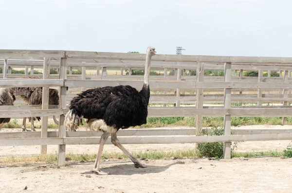 Big domestic ostrich — Stock Photo, Image