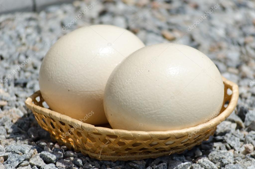 Ostrich Eggs at Rs 220/pair, शुतुरमुर्ग का अंडा in Mumbai