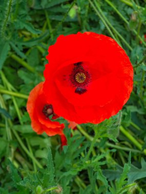 Bahçedeki kırmızı gelincik çiçekli