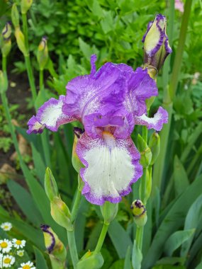 İlkbaharda açan zambaklar