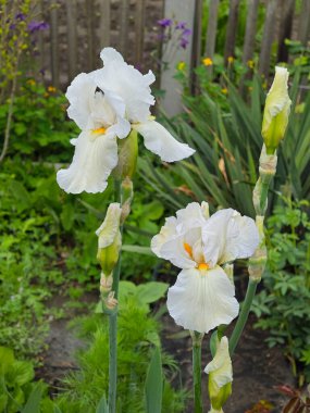 İlkbaharda açan zambaklar