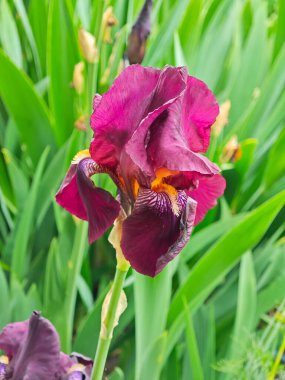 İlkbaharda açan zambaklar