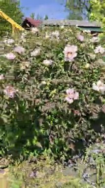 Yazın açan beyaz ahşap şakayık