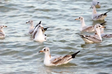 Dalgalar deniz akşam sürüklenen beyaz martılar