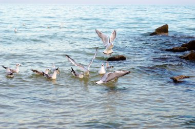 Dalgalar deniz akşam sürüklenen beyaz martılar