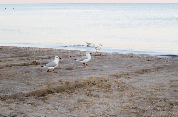 Weiße Möwe, die am Ufer des Meeres spaziert — Stockfoto