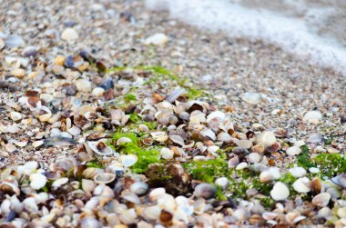 Yalı ile karışık kabukları ve deniz tesisleri