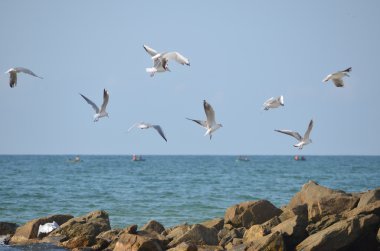 Dalgalar deniz ve taşlar üzerinde uçan beyaz martılar