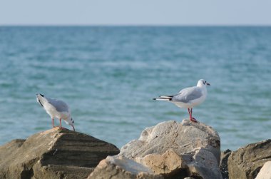 Dalgalar deniz ve taşlar üzerinde uçan beyaz martılar