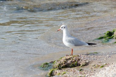 Beyaz martı sahil üzerinde yürüme