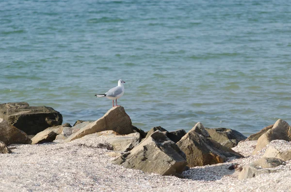 Weiße Möwe, die am Ufer des Meeres spaziert — Stockfoto